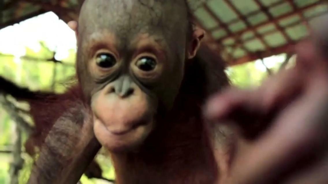 Orangutan Shaka Houseboat With Cabin Pangkalan Bun Exterior foto