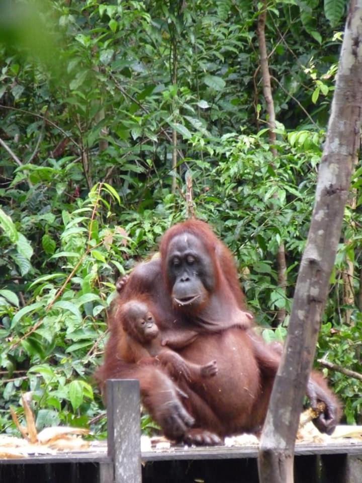 Orangutan Shaka Houseboat With Cabin Pangkalan Bun Exterior foto