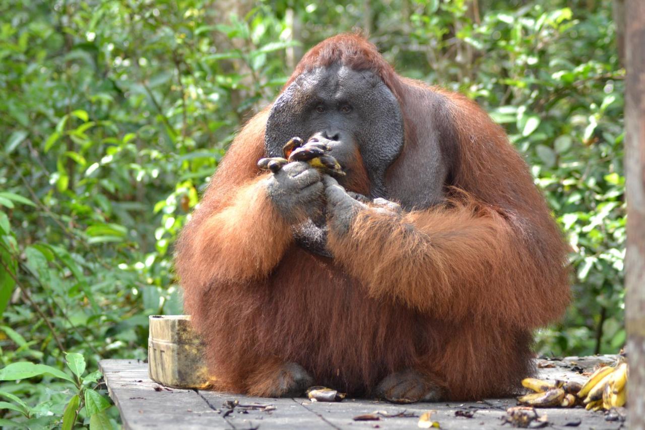 Orangutan Shaka Houseboat With Cabin Pangkalan Bun Exterior foto
