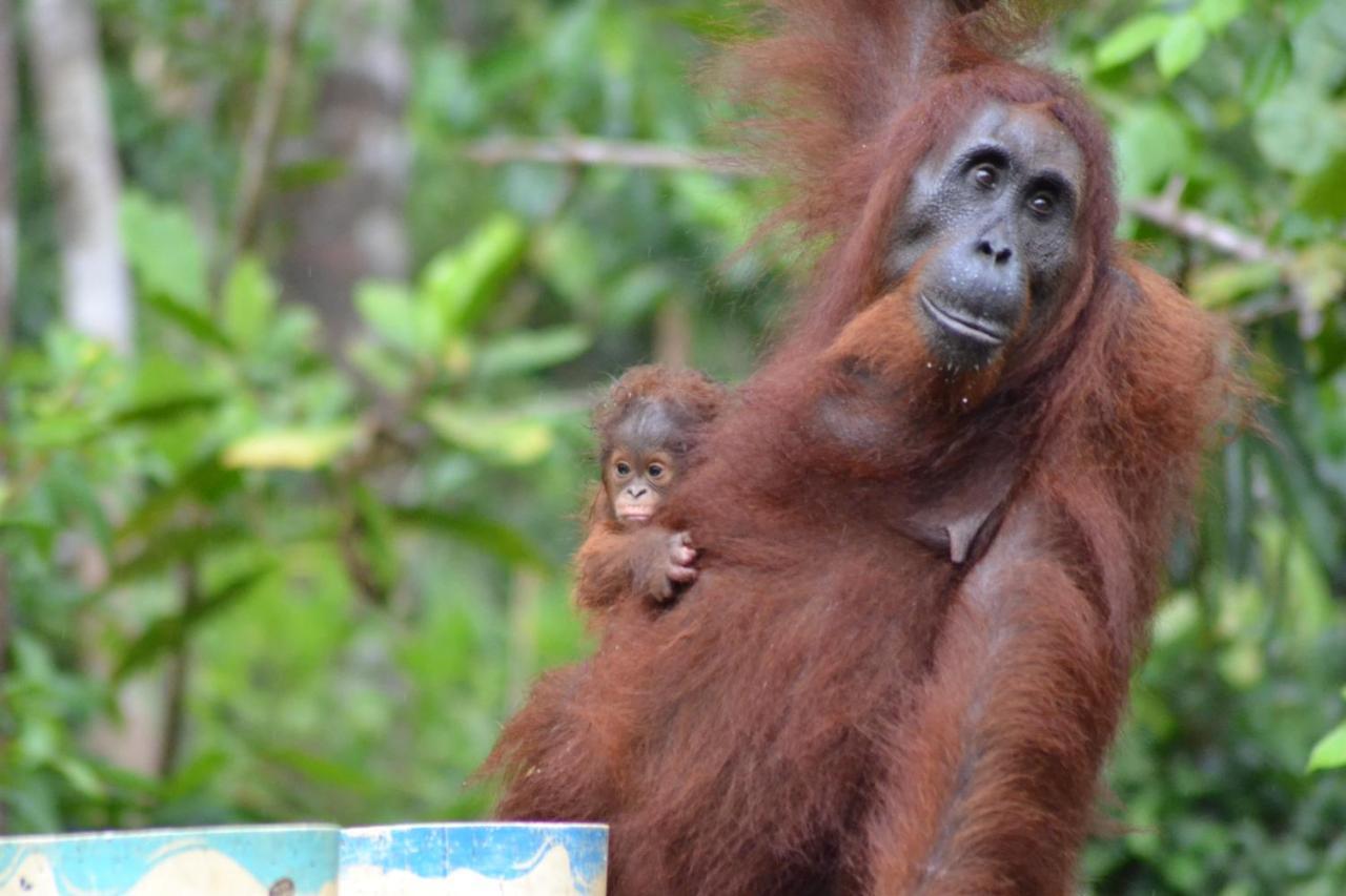 Orangutan Shaka Houseboat With Cabin Pangkalan Bun Exterior foto