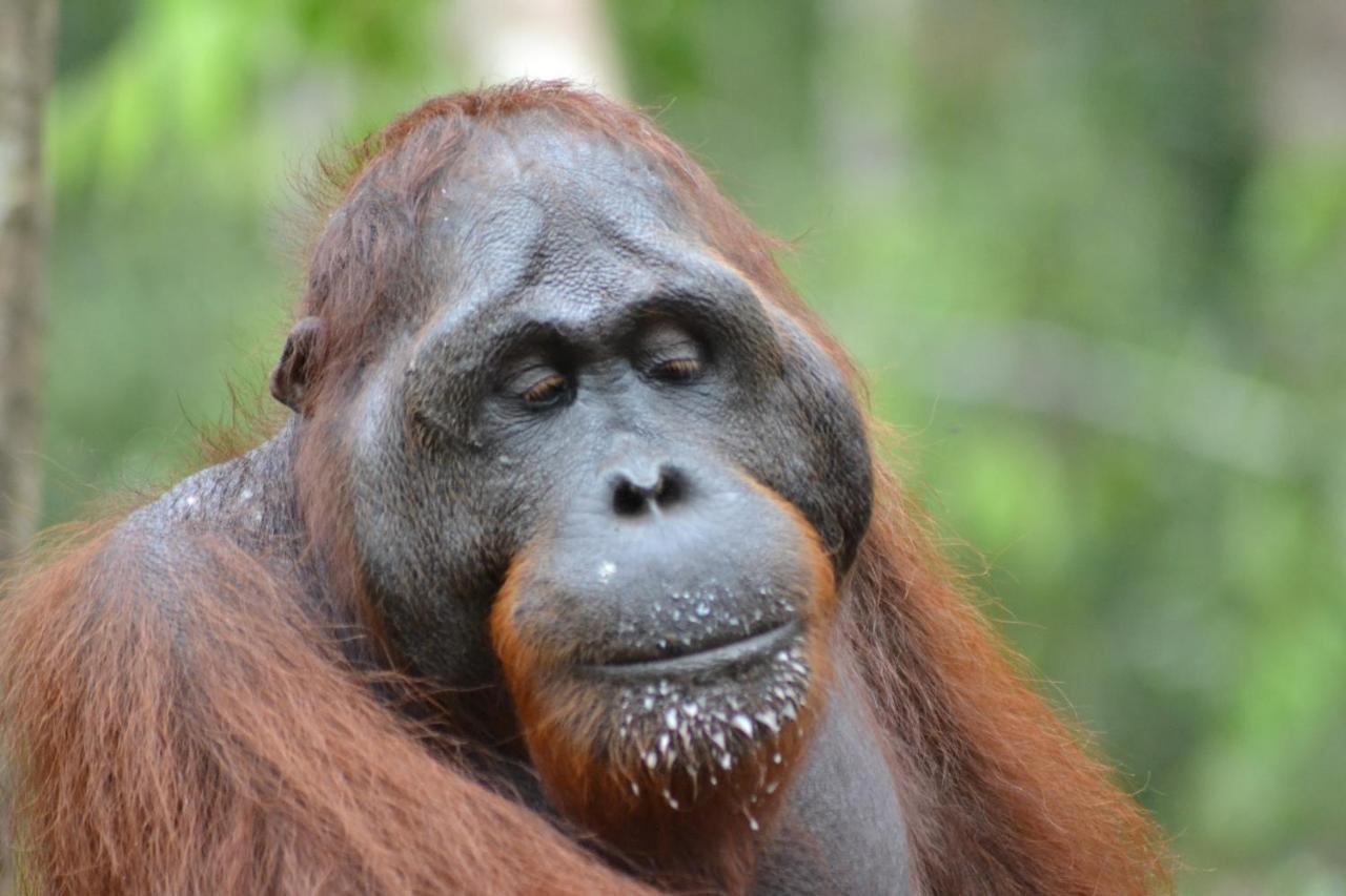 Orangutan Shaka Houseboat With Cabin Pangkalan Bun Exterior foto